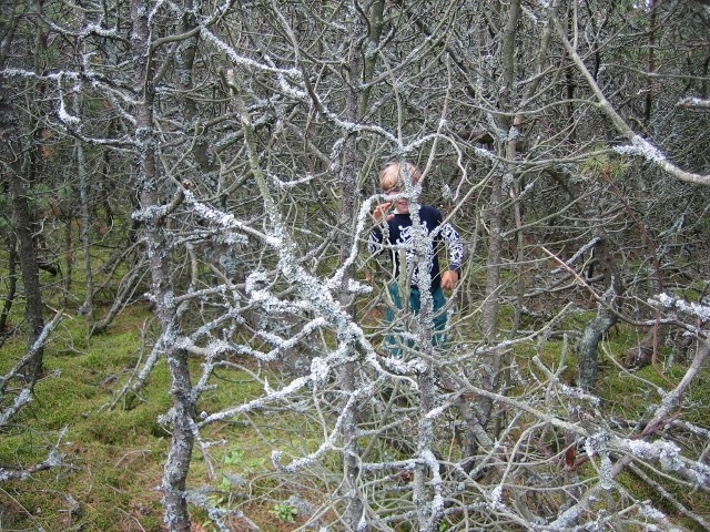 Tontlik mets Leedus, Neringa