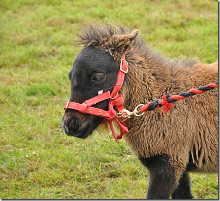 Shetlandi ponid Shetlandi ponid